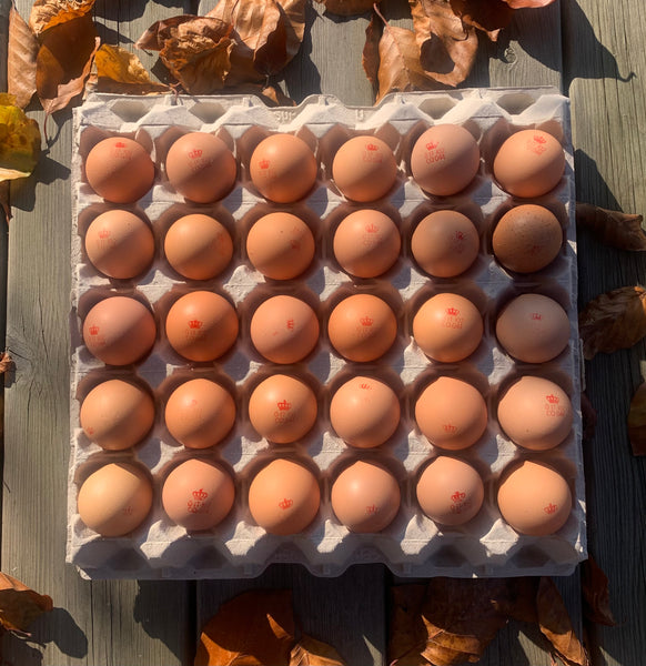 6 Uova small da gallina giovane Principe di Fino